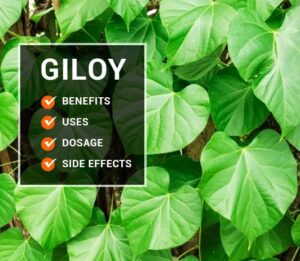 Read more about the article Giloy: Nutrients, Health Benefits and Uses,