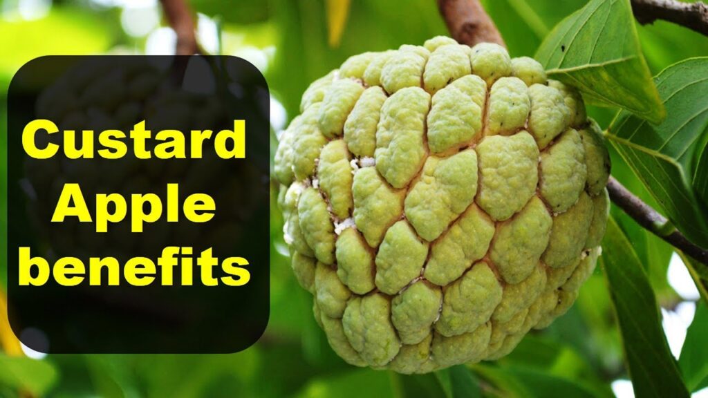 Custard apple benefits