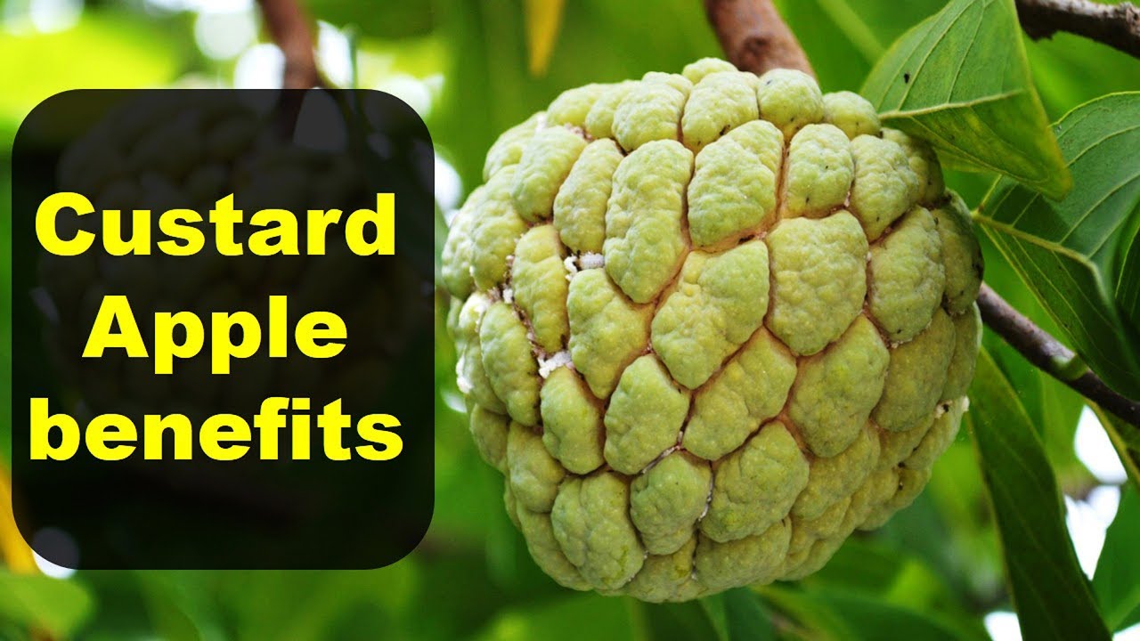 Read more about the article 12 Reasons to Eat Custard Apple in Winter